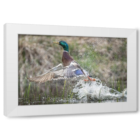 Washington State Male Mallard (Anas platyrhynchos) takes flight from Lake Washington Kirkland White Modern Wood Framed Art Print by Luhm, Gary