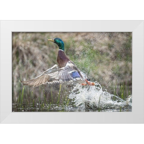 Washington State Male Mallard (Anas platyrhynchos) takes flight from Lake Washington Kirkland White Modern Wood Framed Art Print by Luhm, Gary