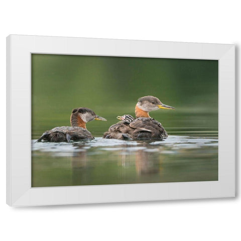 Washington State A Red-necked Grebe chick rides atop parent during feeding on lake White Modern Wood Framed Art Print by Luhm, Gary