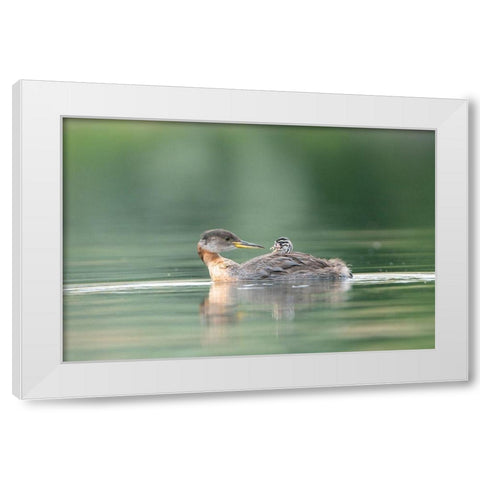 Washington State A Red-necked Grebe chick rides atop parent during feeding on lake White Modern Wood Framed Art Print by Luhm, Gary