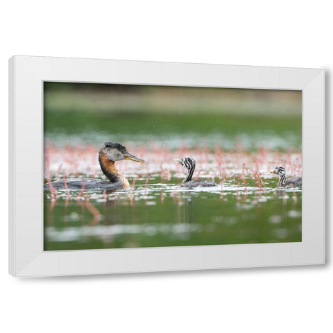 Washington State A Red-necked Grebe parent feeds fish to a chick on a lake in Okanogan County White Modern Wood Framed Art Print by Luhm, Gary