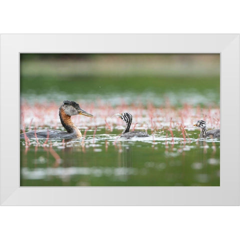 Washington State A Red-necked Grebe parent feeds fish to a chick on a lake in Okanogan County White Modern Wood Framed Art Print by Luhm, Gary