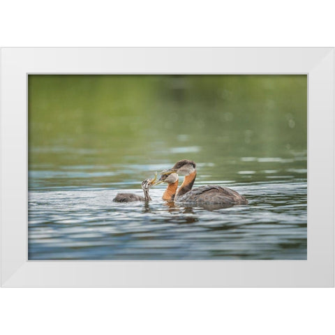 Washington State A Red-necked Grebe parent feeds fish to a chick on a lake in Okanogan County White Modern Wood Framed Art Print by Luhm, Gary