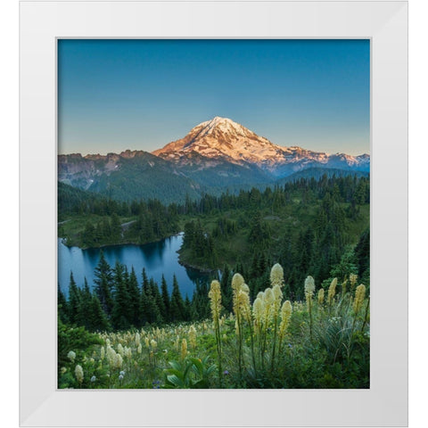 Washington State Beargrass wildflowers from the flank of Tolmie Peak at Eunice Lake White Modern Wood Framed Art Print by Luhm, Gary