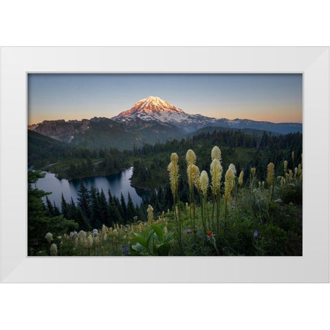 Washington State Beargrass wildflowers from the flank of Tolmie Peak at Eunice Lake White Modern Wood Framed Art Print by Luhm, Gary