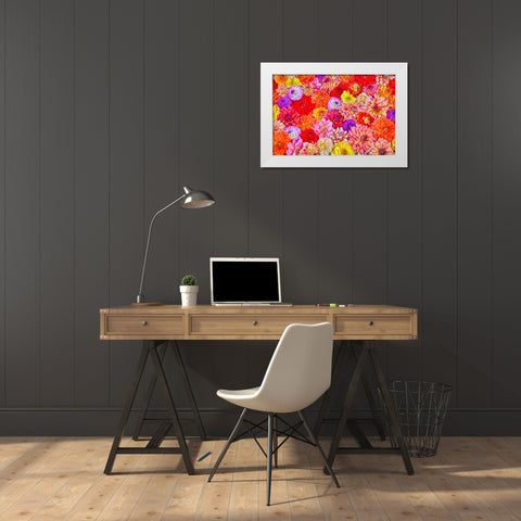 Usa-Washington State-Sammamish Group of Dahlias White Modern Wood Framed Art Print by Looney, Hollice