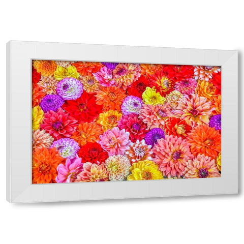 Usa-Washington State-Sammamish Group of Dahlias White Modern Wood Framed Art Print by Looney, Hollice
