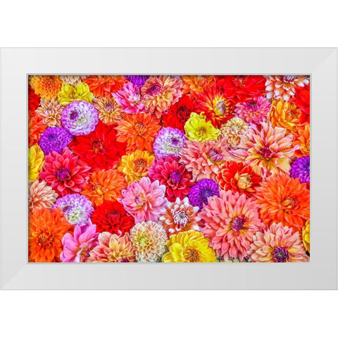 Usa-Washington State-Sammamish Group of Dahlias White Modern Wood Framed Art Print by Looney, Hollice