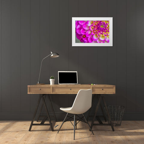 Usa-Washington State-Sammamish Ladybug on a Dahlia White Modern Wood Framed Art Print by Looney, Hollice