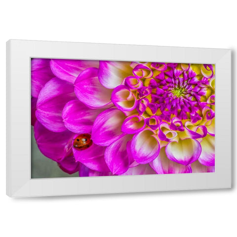 Usa-Washington State-Sammamish Ladybug on a Dahlia White Modern Wood Framed Art Print by Looney, Hollice