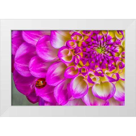 Usa-Washington State-Sammamish Ladybug on a Dahlia White Modern Wood Framed Art Print by Looney, Hollice