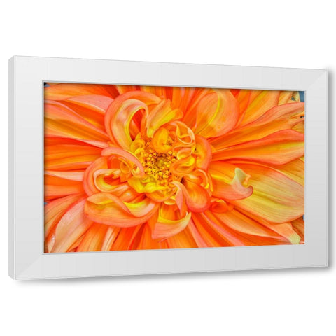 Usa-Washington State-Sammamish Dahlia Closeup White Modern Wood Framed Art Print by Looney, Hollice