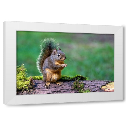 Issaquah-Washington State-USA-Western Gray Squirrel standing on a log eating a peanut White Modern Wood Framed Art Print by Horton, Janet