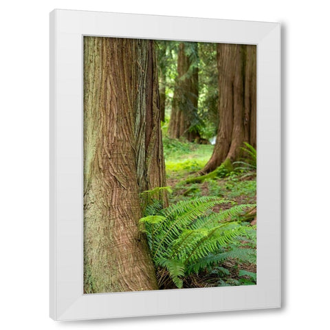 Issaquah-Washington State-USA-Western Redcedar tree trunks with western sword ferns White Modern Wood Framed Art Print by Horton, Janet