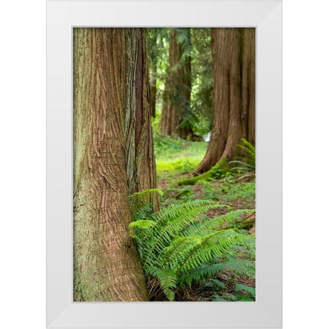 Issaquah-Washington State-USA-Western Redcedar tree trunks with western sword ferns White Modern Wood Framed Art Print by Horton, Janet
