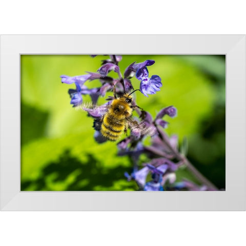 Issaquah-Washington State-USA-Honeybee pollinating a Walkers Low catnip-Nepeta Walkers Low White Modern Wood Framed Art Print by Horton, Janet
