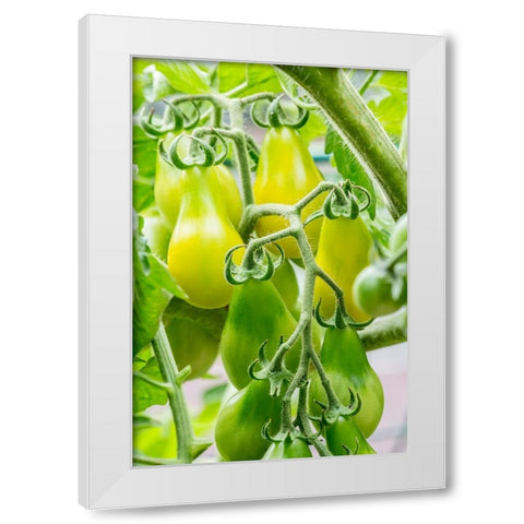 Issaquah-Washington State-USA Heirloom Yellow Pear tomatoes White Modern Wood Framed Art Print by Horton, Janet