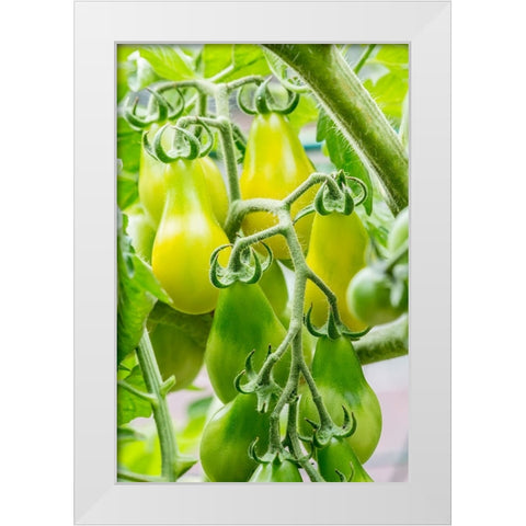 Issaquah-Washington State-USA Heirloom Yellow Pear tomatoes White Modern Wood Framed Art Print by Horton, Janet