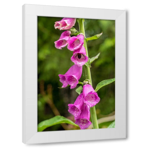 Issaquah-Washington State-USA Common Foxglove (Digitalis purpurea) White Modern Wood Framed Art Print by Horton, Janet