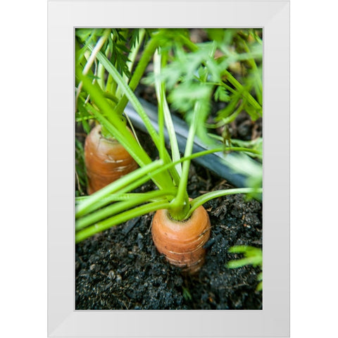 Issaquah-Washington State-USA Yaya carrots growing with tops showing White Modern Wood Framed Art Print by Horton, Janet