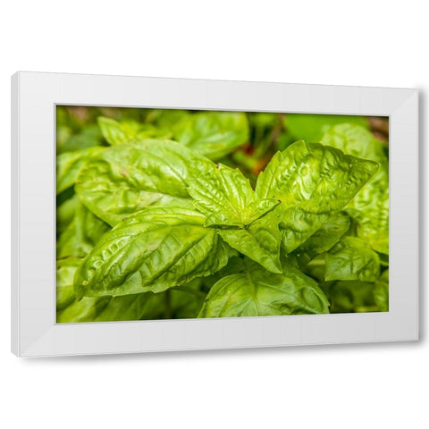 Issaquah-Washington State-USA Genovese basil plants White Modern Wood Framed Art Print by Horton, Janet