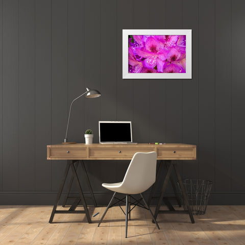 Issaquah-Washington State-USA Deep Pink rhododendron in bloom  White Modern Wood Framed Art Print by Horton, Janet