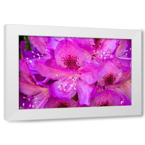 Issaquah-Washington State-USA Deep Pink rhododendron in bloom  White Modern Wood Framed Art Print by Horton, Janet