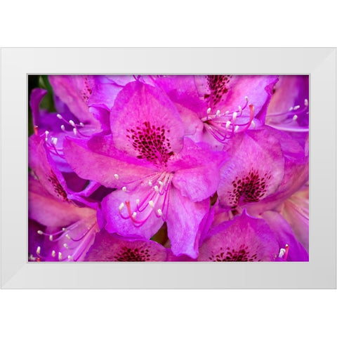 Issaquah-Washington State-USA Deep Pink rhododendron in bloom  White Modern Wood Framed Art Print by Horton, Janet