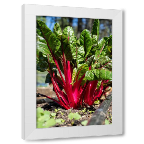 Issaquah-Washington State-USA Over-wintered Ruby Red Chard plants White Modern Wood Framed Art Print by Horton, Janet