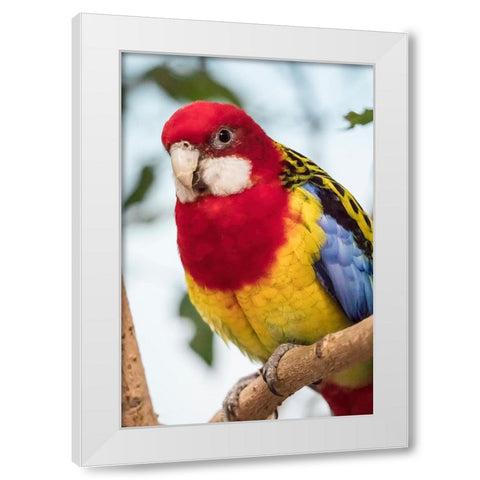 Seattle-Washington State-USA Eastern Rosella White Modern Wood Framed Art Print by Horton, Janet