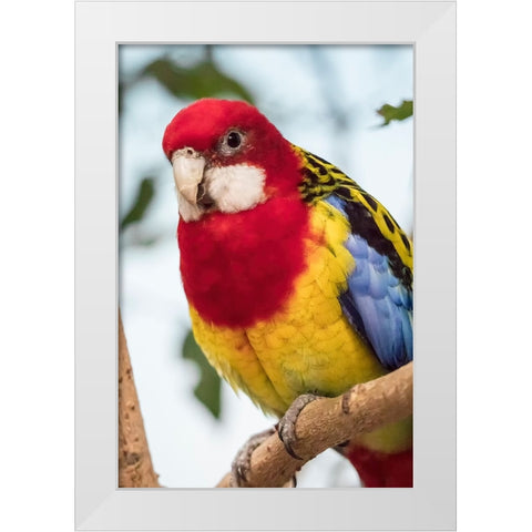 Seattle-Washington State-USA Eastern Rosella White Modern Wood Framed Art Print by Horton, Janet