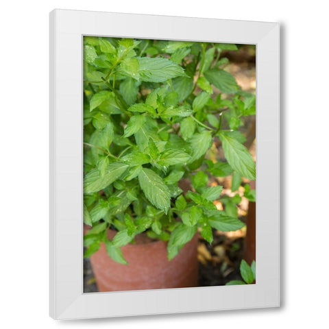 Bellevue-Washington State-USA Spearmint growing in a clay pot White Modern Wood Framed Art Print by Horton, Janet
