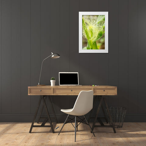 Issaquah-Washington State-USA An ear of unripe corn White Modern Wood Framed Art Print by Horton, Janet