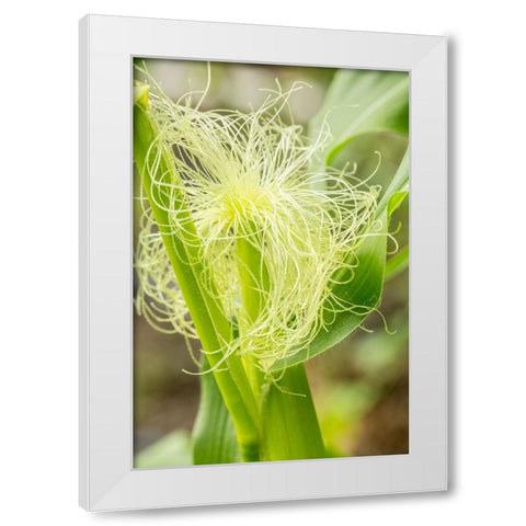 Issaquah-Washington State-USA An ear of unripe corn White Modern Wood Framed Art Print by Horton, Janet