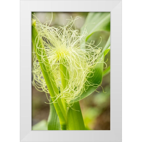 Issaquah-Washington State-USA An ear of unripe corn White Modern Wood Framed Art Print by Horton, Janet