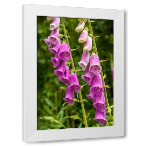 Issaquah-Washington State-USA Common Foxglove (Digitalis purpurea) White Modern Wood Framed Art Print by Horton, Janet