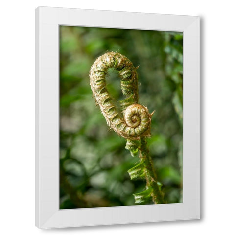 Issaquah-Washington State-USA Western Swordfern fiddleheads Fronds White Modern Wood Framed Art Print by Horton, Janet