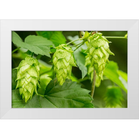 Issaquah-Washington State-USA Close-up of hops cones White Modern Wood Framed Art Print by Horton, Janet