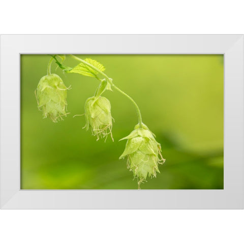 Issaquah-Washington State-USA Close-up of hops cones White Modern Wood Framed Art Print by Horton, Janet