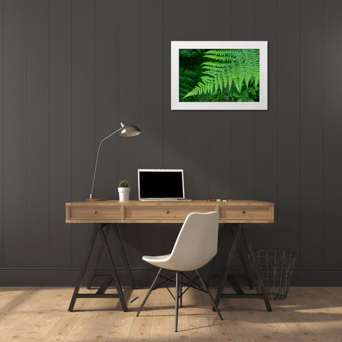 Issaquah-Washington State-USA Lady fern plant White Modern Wood Framed Art Print by Horton, Janet