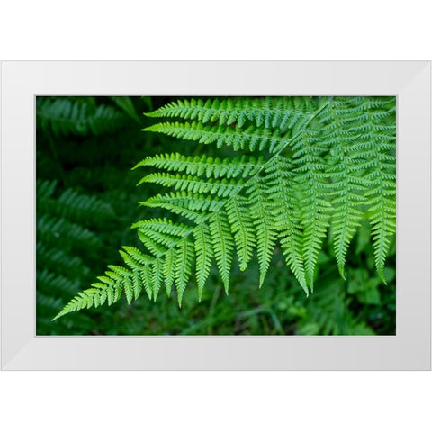 Issaquah-Washington State-USA Lady fern plant White Modern Wood Framed Art Print by Horton, Janet