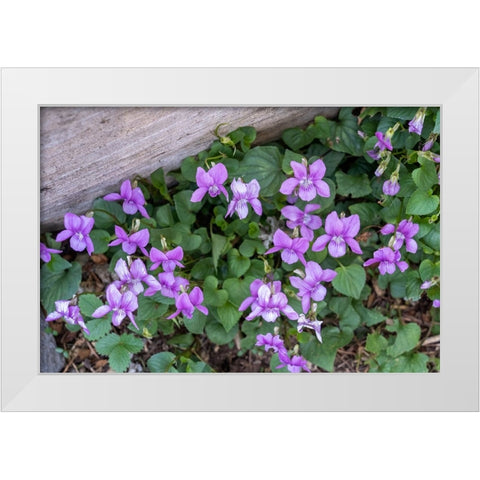 Issaquah-Washington State-USA Viola sororia or called Common Blue Violet White Modern Wood Framed Art Print by Horton, Janet