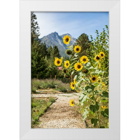 Leavenworth-Washington State-USA Helianthus Chrysanthemum flowered series sunflowers White Modern Wood Framed Art Print by Horton, Janet