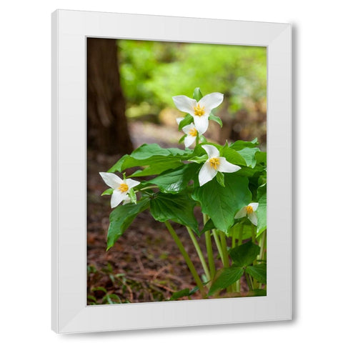 Issaquah-Washington State-USA Western Trillium wildflowers White Modern Wood Framed Art Print by Horton, Janet
