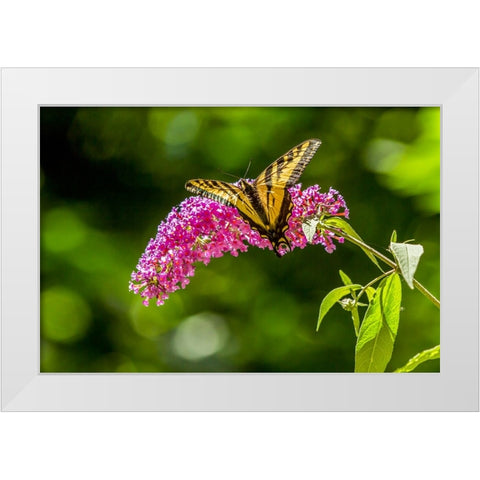 Issaquah-Washington State-USA Western Tiger Swallowtail butterfly White Modern Wood Framed Art Print by Horton, Janet