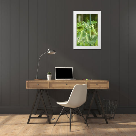 Issaquah-Washington State-USA Sugar snap peas growing on a netting trellis strung between poles White Modern Wood Framed Art Print by Horton, Janet