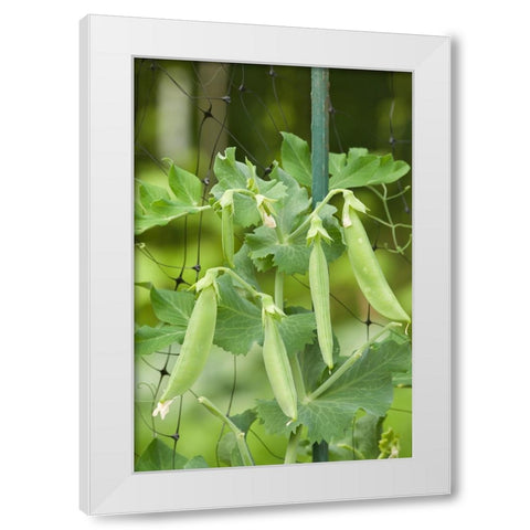 Issaquah-Washington State-USA Sugar snap peas growing on a netting trellis strung between poles White Modern Wood Framed Art Print by Horton, Janet