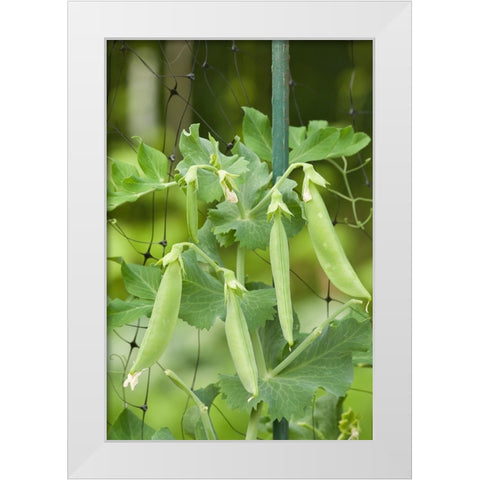 Issaquah-Washington State-USA Sugar snap peas growing on a netting trellis strung between poles White Modern Wood Framed Art Print by Horton, Janet