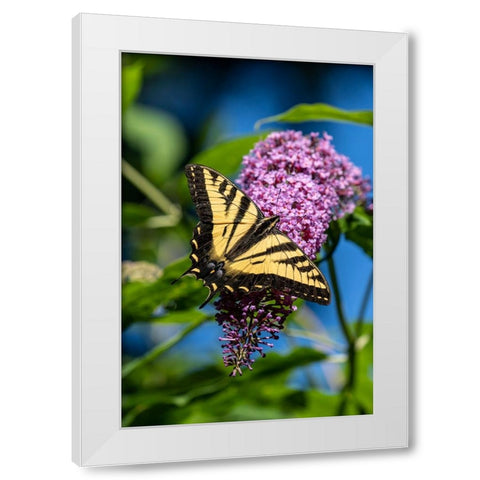 Issaquah-Washington State-USA Western Tiger Swallowtail butterfly pollinating a Butterfly Bush White Modern Wood Framed Art Print by Horton, Janet