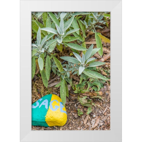 Issaquah-Washington State-USA Sage plant with a painted rock saying sage in an herb garden White Modern Wood Framed Art Print by Horton, Janet